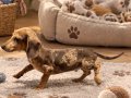 Dünyalar Tatlısı Dachshund Yavrularımız