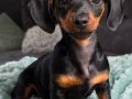 Dünyalar Tatlısı Dachshund Yavrularımız