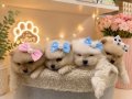 Japon Pomeranian Boo Yavrularımız 