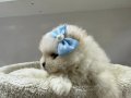 Japon Pomeranian Boo Yavrularımız 