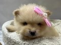 Japon Pomeranian Boo Yavrularımız 