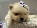 Japon Pomeranian Boo Yavrularımız 