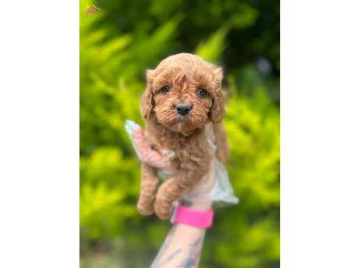 Red maltipoo 