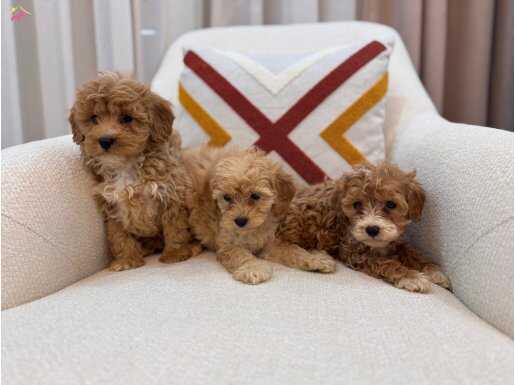 Kahverengi Maltipoo bebeklerim 
