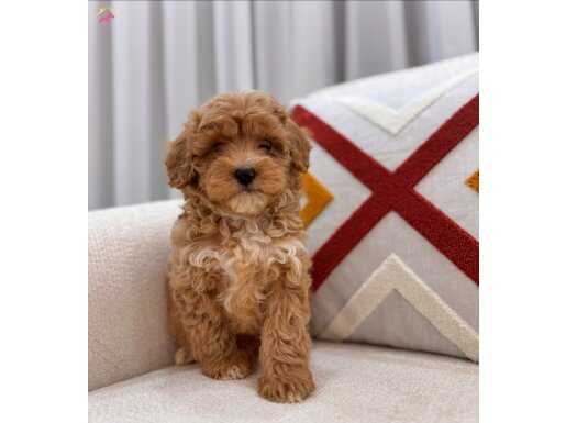 İpek gibi Maltipoo bebeğim 