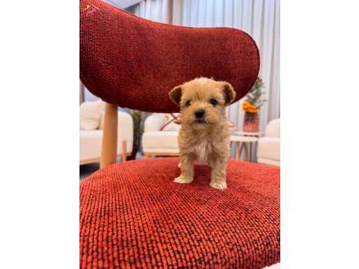 Bebek surat Maltipoo yavrum 