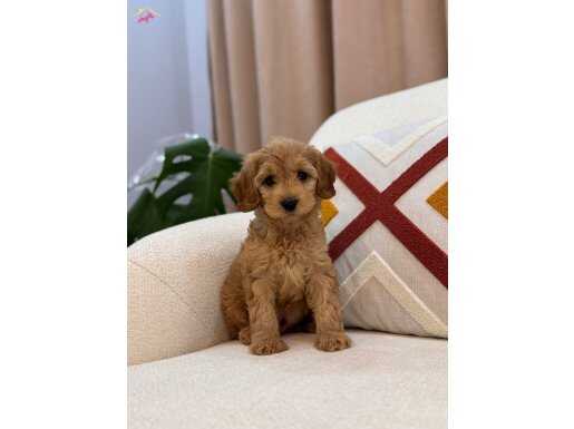 Orjinal Maltipoo bebeğim 