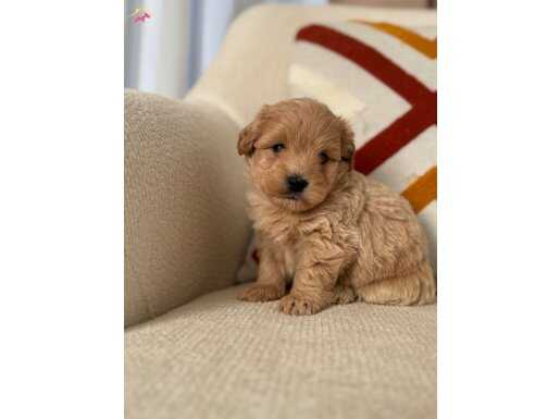Baby face Maltipoo yavrum 