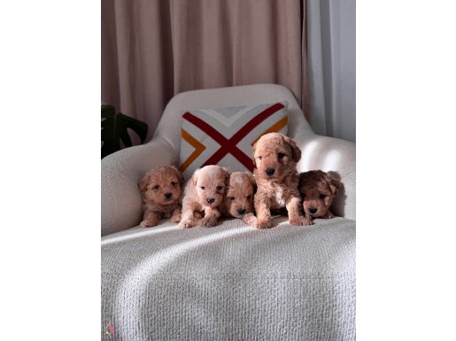 Maltipoo bebeklerim 