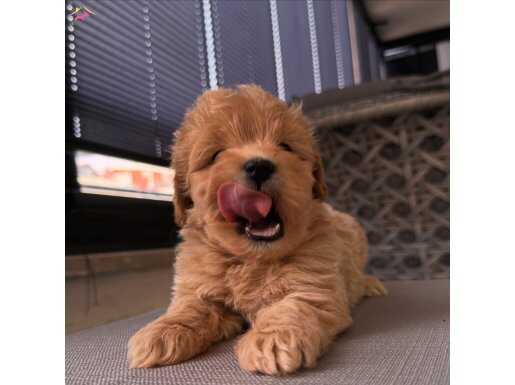 Güzeller güzeli Maltipoo 