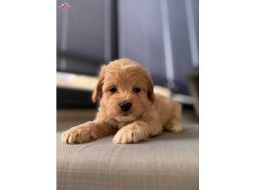 Orjinal Maltipoo 