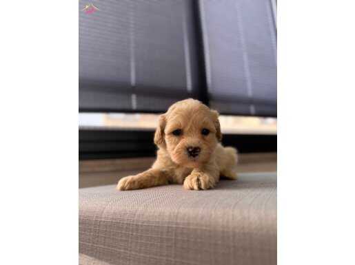 Minik maltipoo