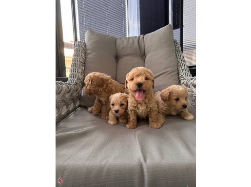 Orjinal Maltipoo bebekler 