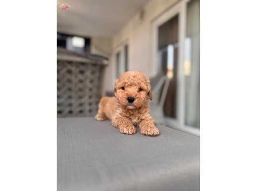 Kıvırcık Maltipoo bebeğim 