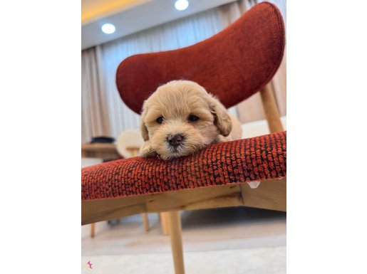 Maltipoo bebeğim 
