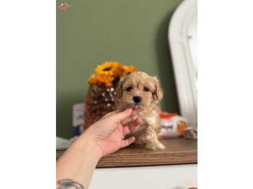 Orjinal Maltipoo bebeklerim 