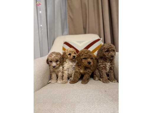 Orjinal Maltipoo yavrularım 