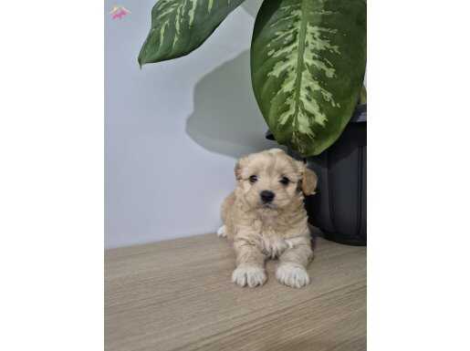 Minnoş maltipoo 