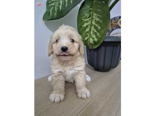 Tombiş maltipoo 