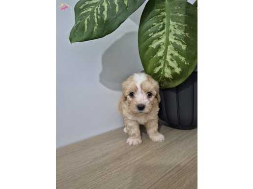 Maltipoo 