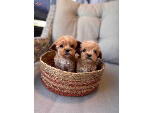 Maltipoo bebeklerim 