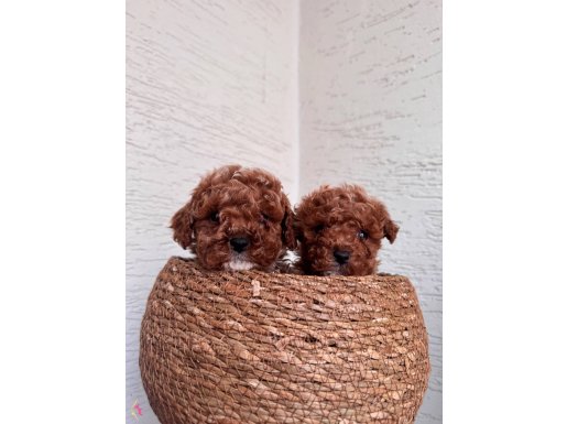 Toy poodle 