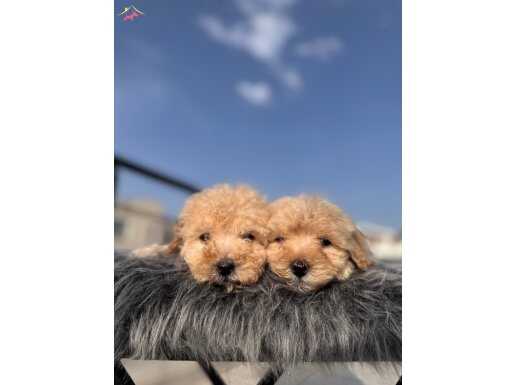 Maltipoo bebeklerim