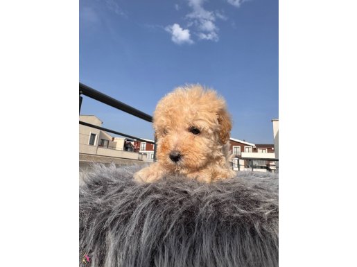 Kıvırcık Maltipoo 