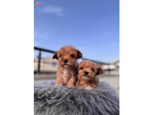 Minnak maltipoo