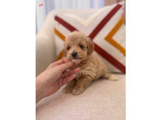 Minnoş maltipoo