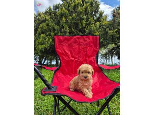 Minnak Maltipoo 