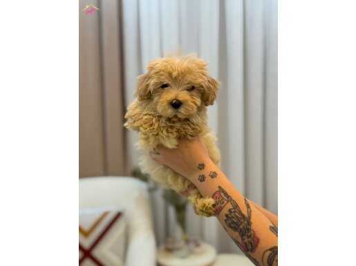 Tüy yumağı Maltipoo yavrum 