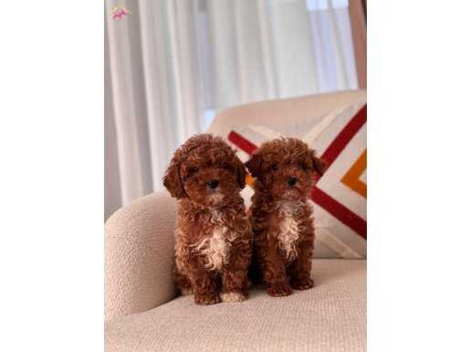 Orjinal toy poodle 
