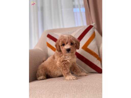 Minik Maltipoo 