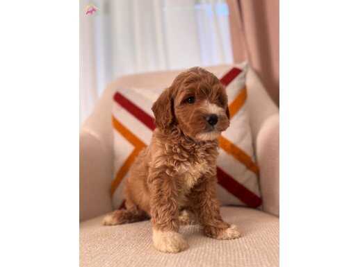 Kahve beyaz Maltipoo 
