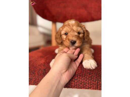 Küçük Maltipoo bebeklerim 
