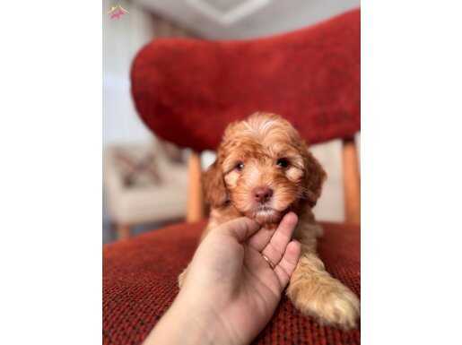 Minnoş Maltipoo 