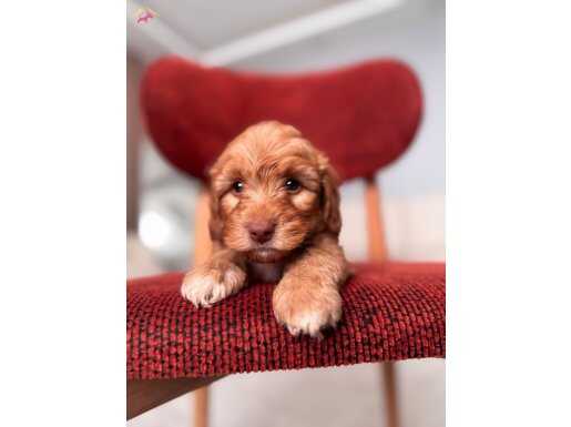 Maltipoo bebeğim 