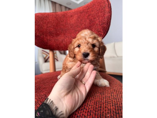 Maltipoo bebeğim 