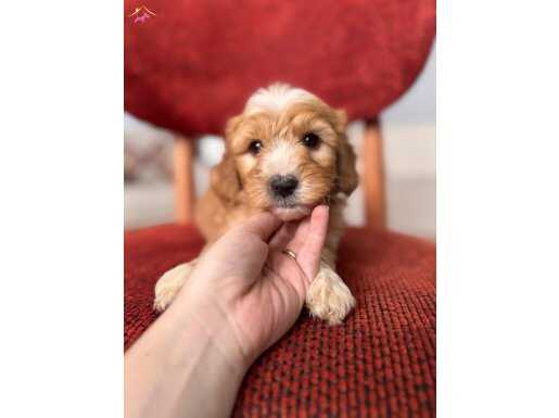Kahve beyaz Maltipoo 