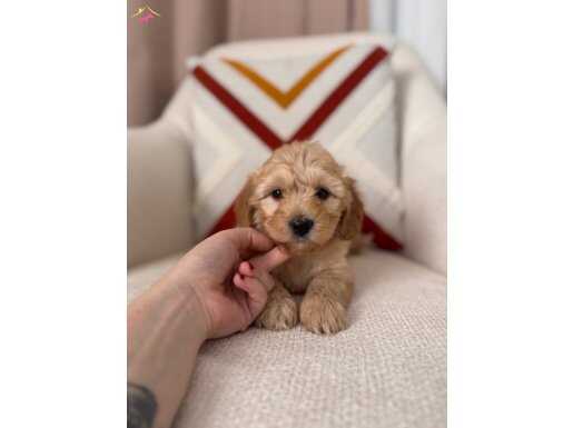 Güzeller güzeli Maltipoo 