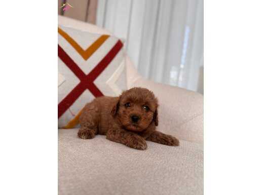 Red Maltipoo yavrum