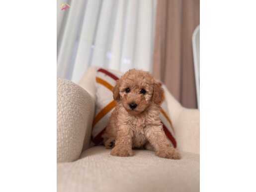 Kıvırcık Maltipoo yavrum 