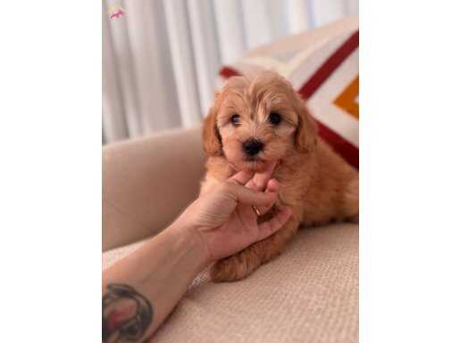 Maltipoo yavrum 