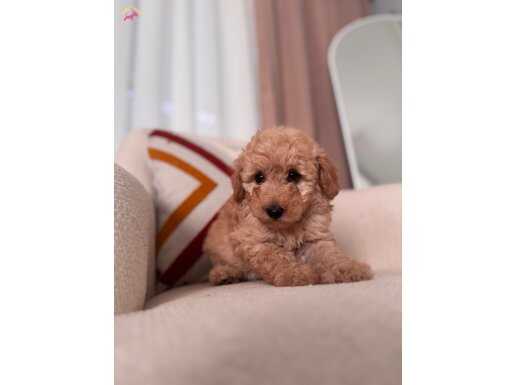 Kıvırcık Maltipoo yavrum 