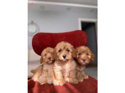 Orjinal Maltipoo bebeklerim 