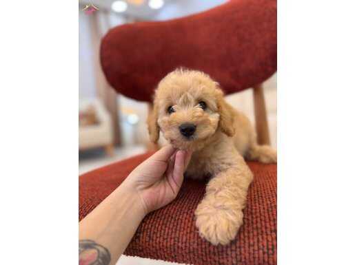 Maltipoo bebeklerim 