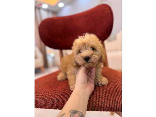 Maltipoo yavrum 