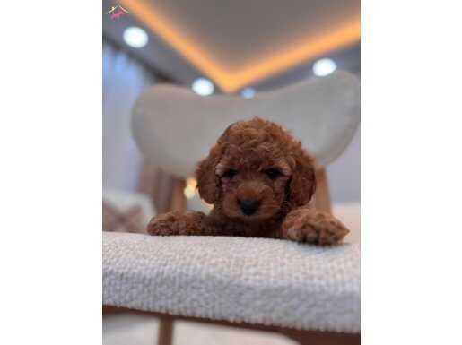 Poodle gibi Maltipoo 