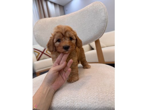 Orjinal maltipoo